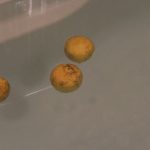 冬至のお風呂にゆずを入れる理由は?輪切りが良い?丸ごと?利用法は?