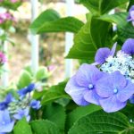 紫陽花の地植えの植え替え方法は？間隔は？肥料は何が良い？