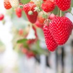 熊本のいちご狩りでおすすめは七城メロンドームの七樂の郷!