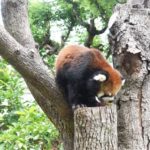天王寺動物園の所要時間とおすすめデートコース！お弁当はどうする？