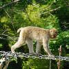 八木山動物園での所要時間はどれ位？営業時間と混雑状況！