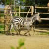 八木山動物園の駐車場情報！混雑しない時間帯と周辺の駐車場でおすすめは？