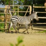 八木山動物園の駐車場情報!混雑しない時間帯と周辺の駐車場でおすすめは?
