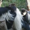 八木山動物園の入園無料の日はある？割引券や安い料金で利用する方法！